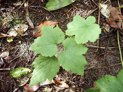 Eriocapitella × hybrida