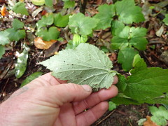 Eriocapitella × hybrida