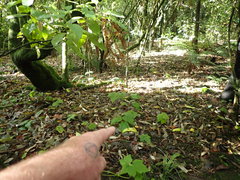 Eriocapitella × hybrida