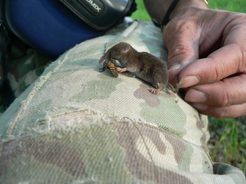 Eurasian Pygmy Shrew (Sorex minutus)