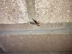 Diacrita costalis