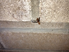 Diacrita costalis