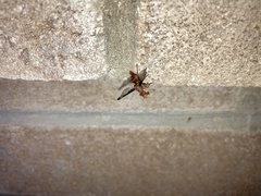 Diacrita costalis