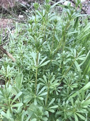 Galium aparine