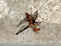 Diacrita costalis