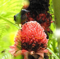 Anthreptes malacensis extremus