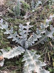 Onopordum illyricum
