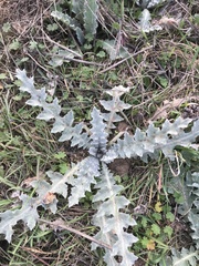 Onopordum illyricum