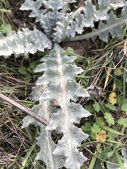 Onopordum illyricum