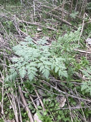 Conium maculatum