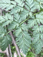 Conium maculatum