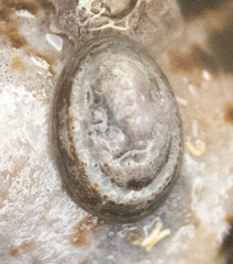 Lottia paradigitalis