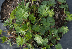 Sidalcea cusickii
