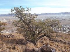 Quercus chihuahuensis