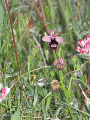 Ophrys bertolonii bertoloniiformis