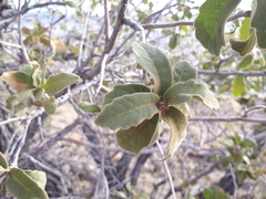 Quercus chihuahuensis