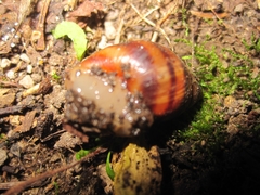 Bocourtia aequatoria