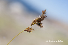 Carex arenaria