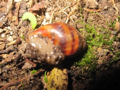 Bocourtia aequatoria
