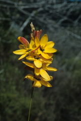 Ixia dubia