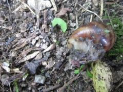 Bocourtia aequatoria