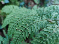 Dryopteris aemula