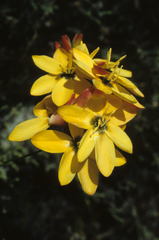 Ixia dubia