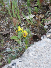 Ophrys lutea