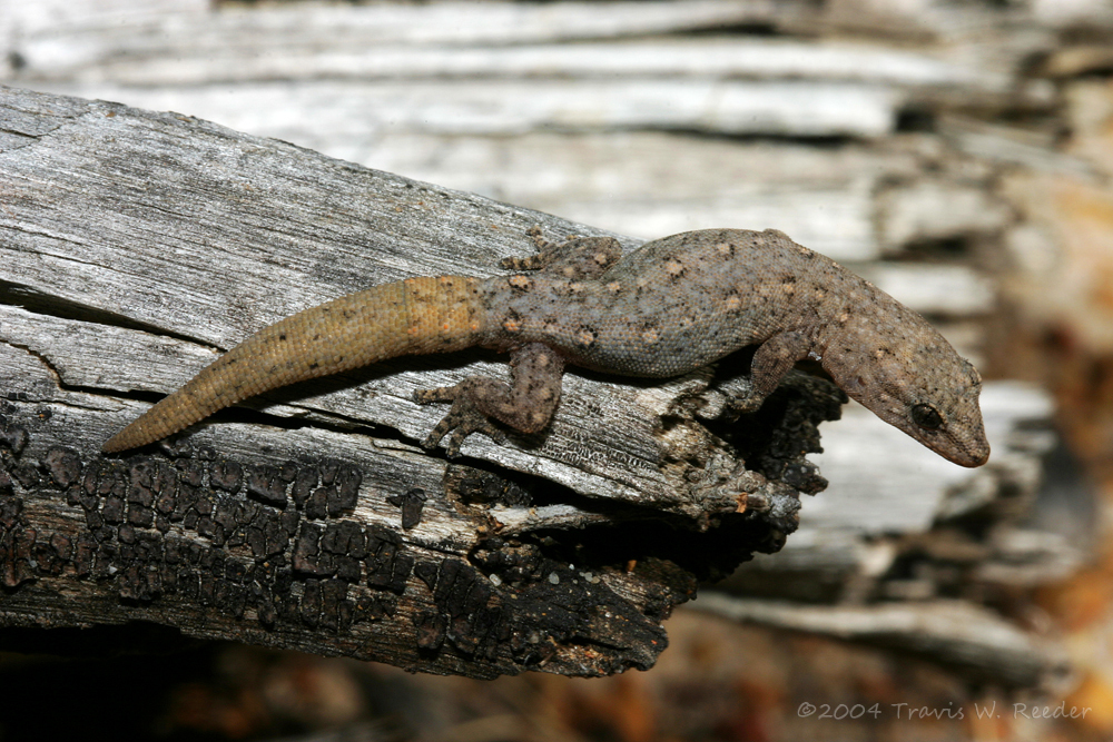 Western Clawless Gecko