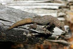Crenadactylus ocellatus