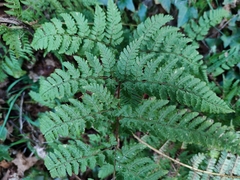 Dryopteris aemula