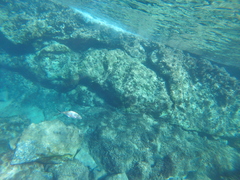 Trachinotus ovatus