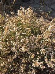 Orophanes