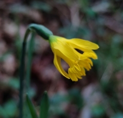 Narcissus minor asturiensis