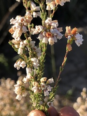 Orophanes