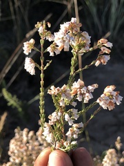 Orophanes