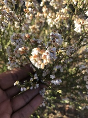 Orophanes