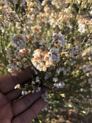 Orophanes