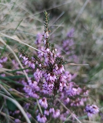 Erica erigena