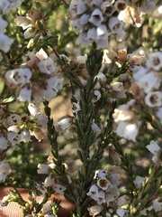 Orophanes