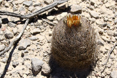 Echinomastus durangensis