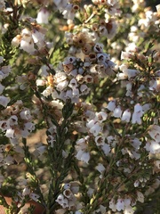 Orophanes