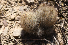 Echinomastus durangensis