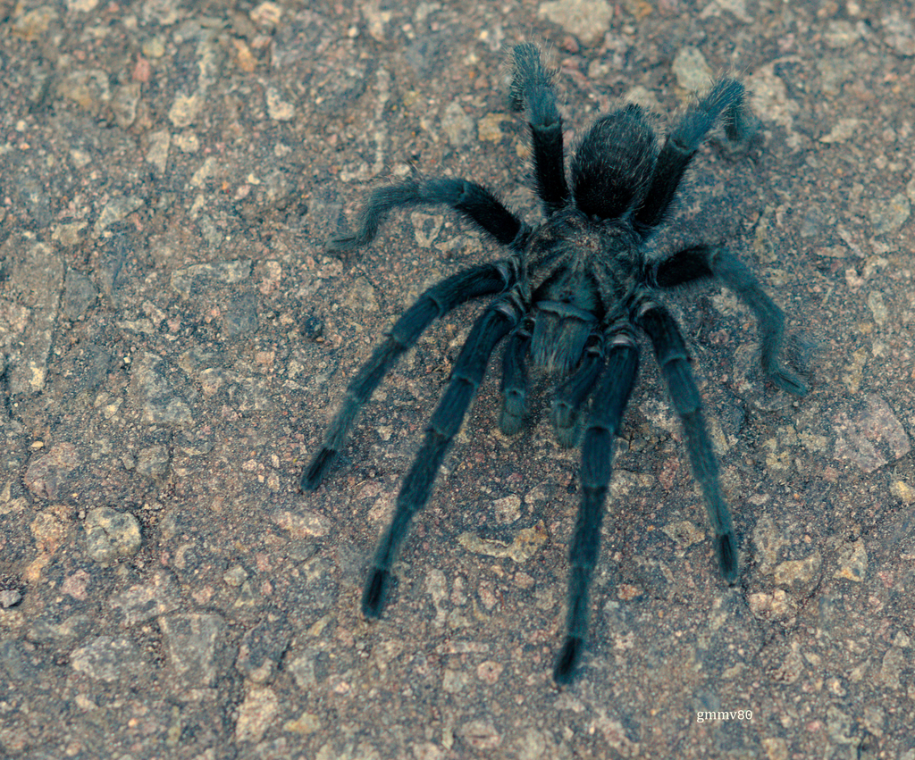 Mygale noire d'Uruguay (Uruguay Black Beauty) (Grammostola quirogai)