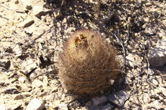 Echinomastus durangensis