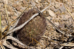 Echinomastus durangensis