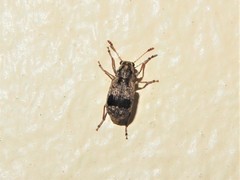 Cacephatus huttoni