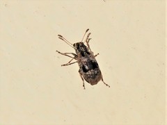 Cacephatus huttoni
