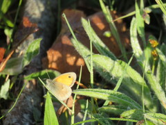 Coenonympha pamphilus