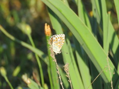Polyommatus bellargus